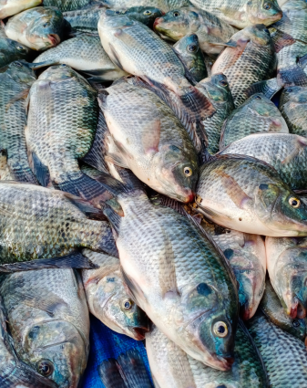 Fish, export, import, balaji